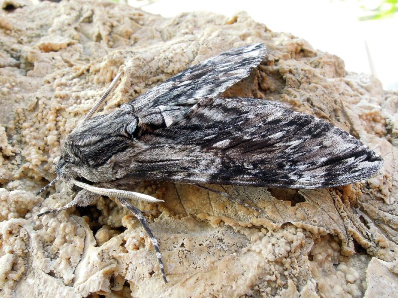 Agrius convolvuli